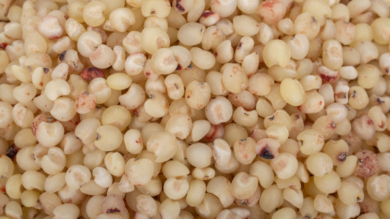 5 bonnes raisons de manger du sorgho