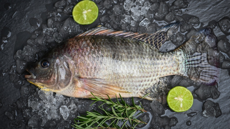 Le tilapia est-il calorique ?