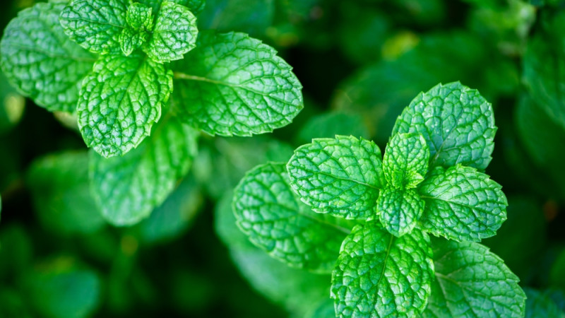 Quels sont les différents types de menthe ?