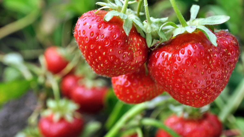 Potager : comment avoir de belles fraises ?