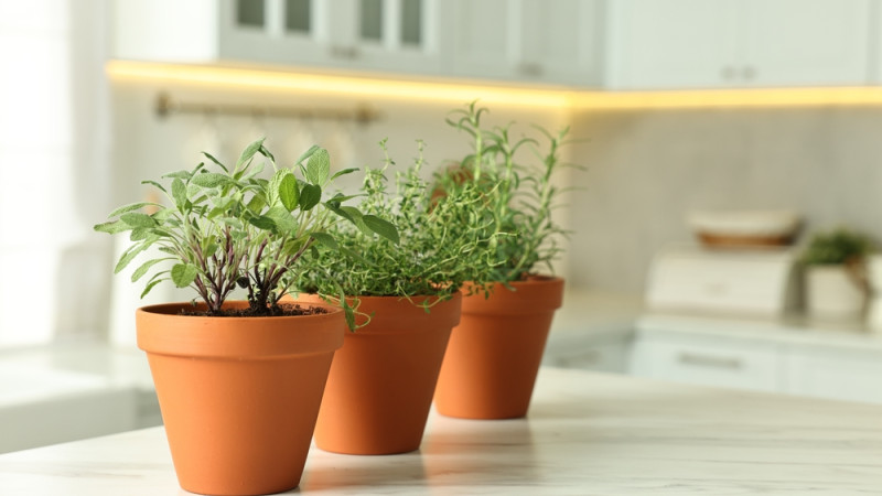 5 aromates qui se cultivent facilement à la maison