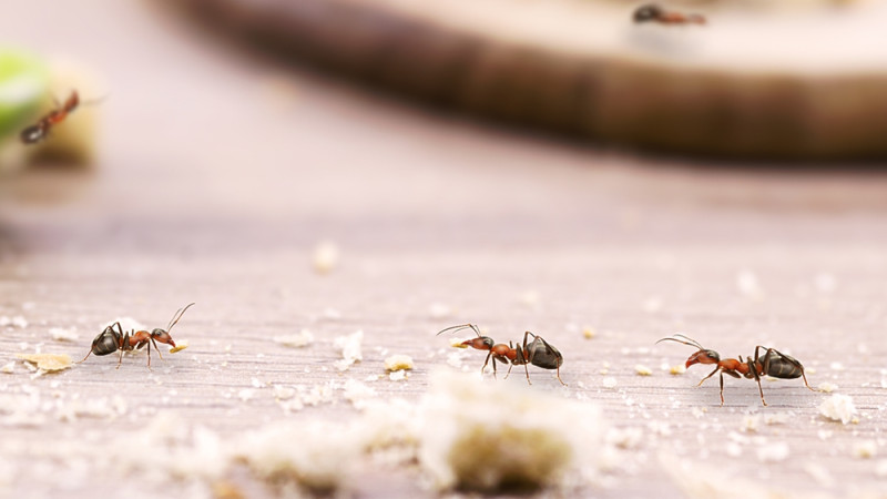 Comment repousser les fourmis de votre cuisine ?