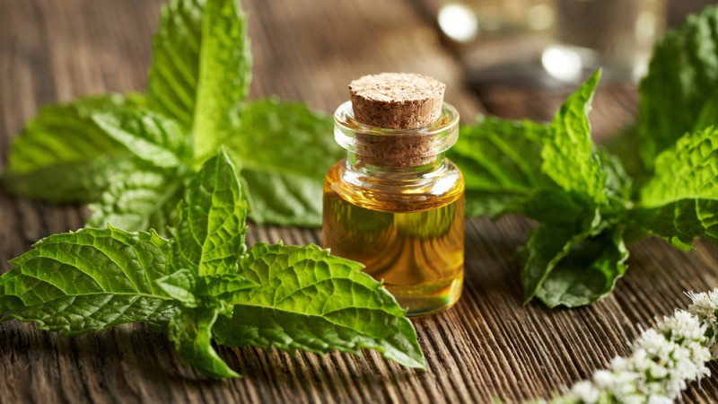 Les bienfaits de l’huile essentielle de menthe des champs