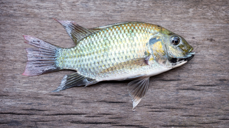 5 bonnes raisons de manger du tilapia