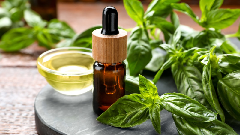 Les bienfaits de l’huile essentielle de basilic