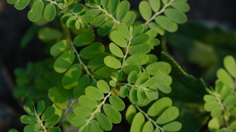 Comment se consomme le moringa ?