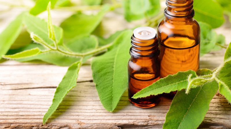 Les bienfaits de l'huile essentielle d'eucalyptus citronné