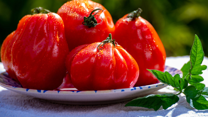 tomates potager