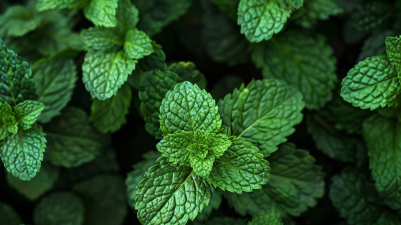 menthe