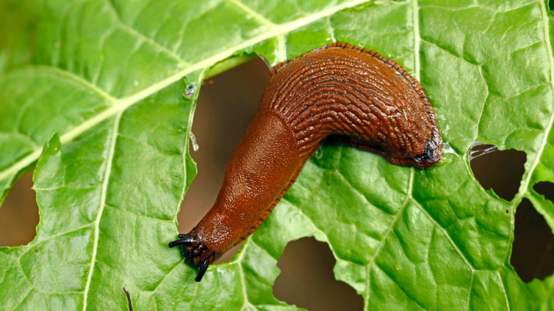 Comment se débarrasser des limaces dans son potager ?