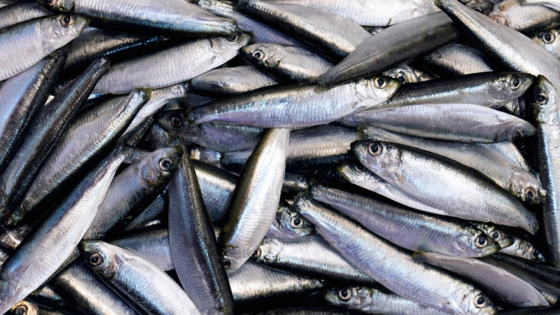 Top 10 des poissons riches en oméga-3