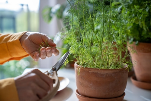 L'astuce magique du verre d'eau : cultivez du basilic frais tout l'été et faites des économies !