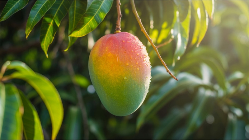 Comment faire pousser de la mangue facilement ?