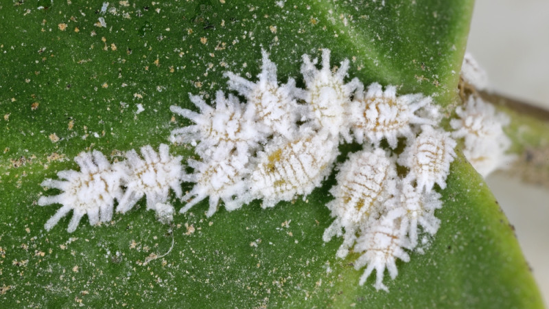 Tout savoir sur la cochenille