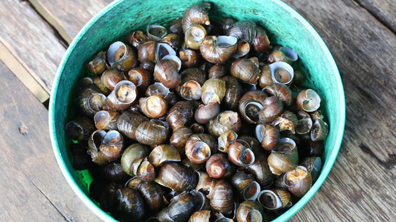 bigorneaux