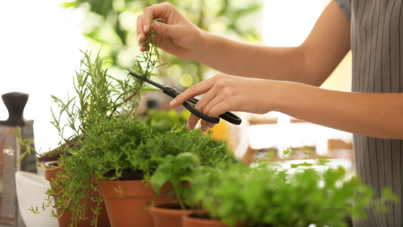 ciseler des herbes