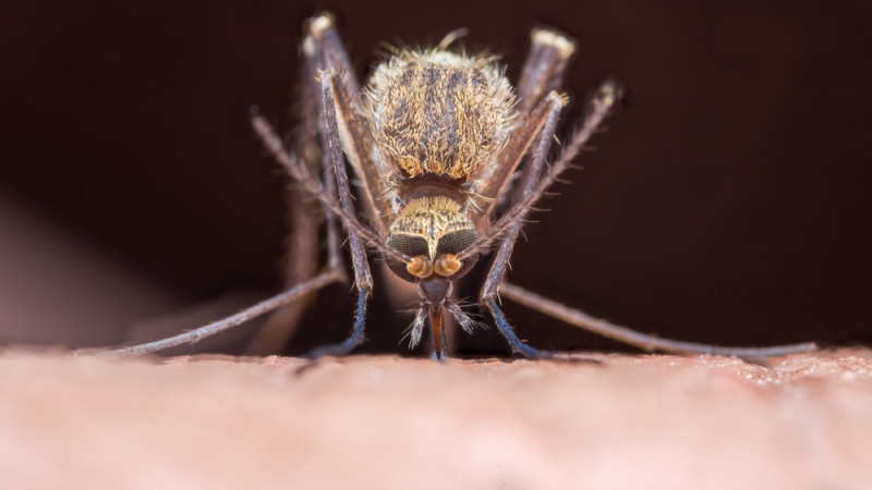 Quelles plantes éloignent les moustiques ?