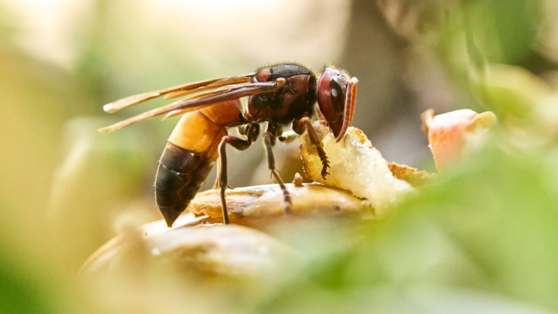 Attention à ces plantes qui attirent les frelons asiatiques