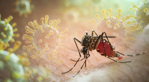 Chikungunya : les signes à surveiller pour mieux se protéger