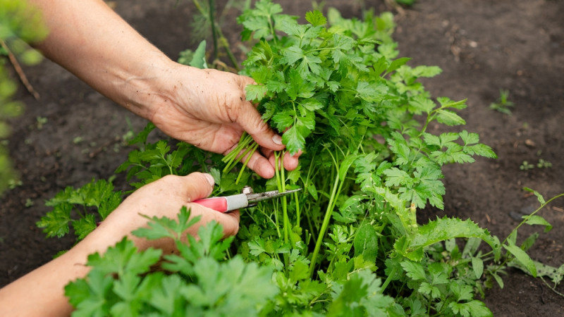 5 erreurs à éviter quand on plante du persil dans son jardin