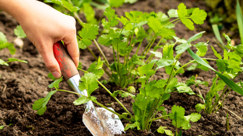 5 erreurs à éviter quand on plante de la coriandre dans son jardin