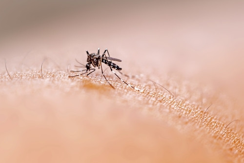 Découvrez le groupe sanguin qui attire les moustiques : une étude fascinante pour mieux se protéger cet été