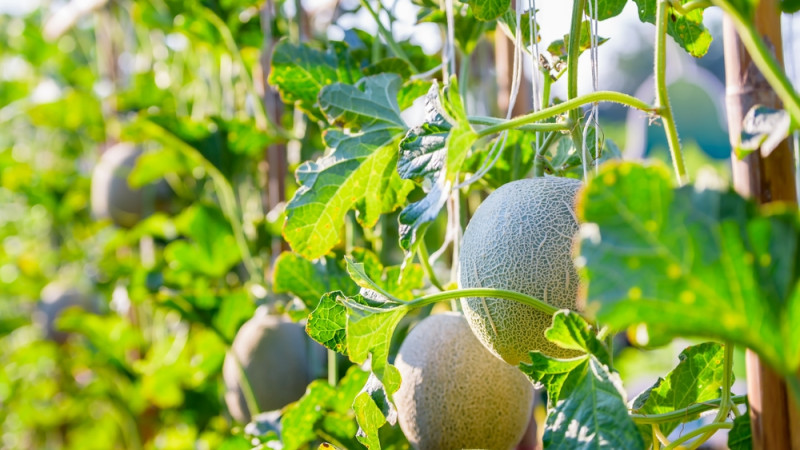 melon japonais