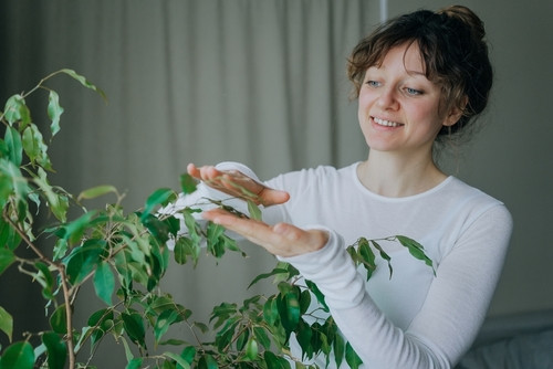 5 plantes naturelles pour rafraîchir votre maison sans climatisation