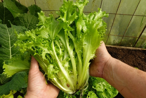 Ce légume oublié qui allège votre ventre après chaque repas