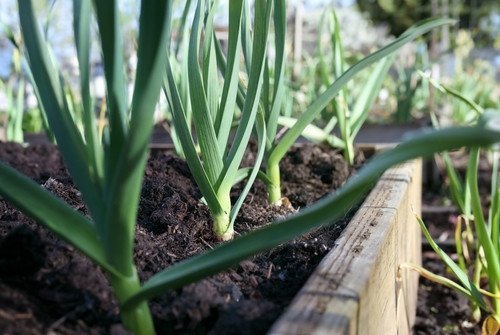 Que semer ou planter en août au potager ? Préparer les récoltes de demain dès aujourd'hui