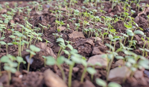 Quelles graines semer en août ? Les meilleures plantations pour prolonger le plaisir du potager