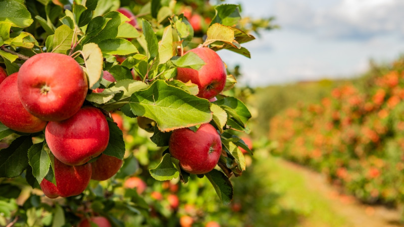 Top 5 des arbres qui donnent le plus de fruits rapidement