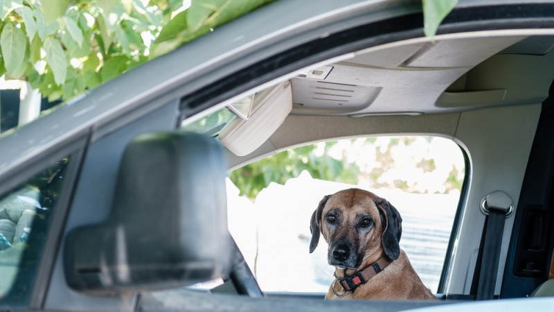 chien dans une voiture