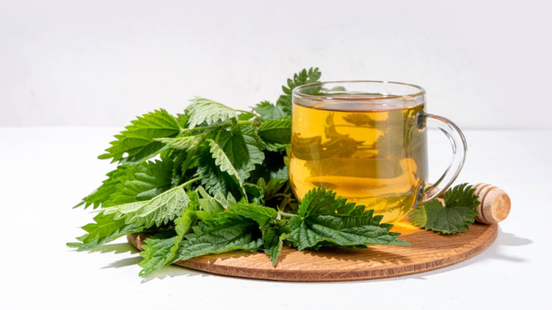 tisane d'ortie