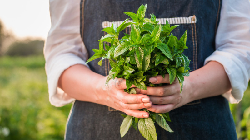5 erreurs à éviter quand on plante de la menthe dans son jardin