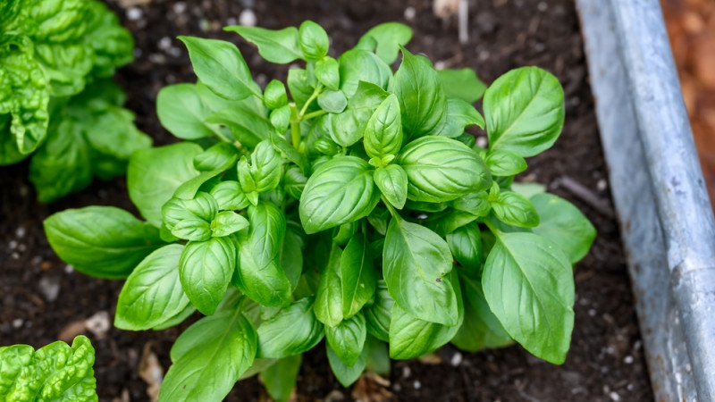 5 erreurs à éviter quand on plante du basilic dans son jardin