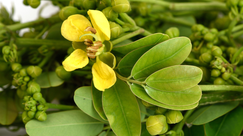 plante séné