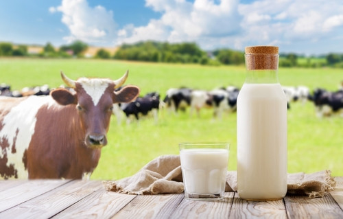 Vrai-Faux sur le lait de vache