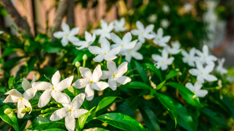 jasmin