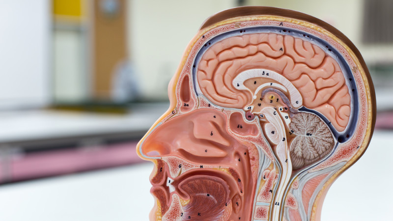 Cancer de l’hypophyse : les signes à surveiller