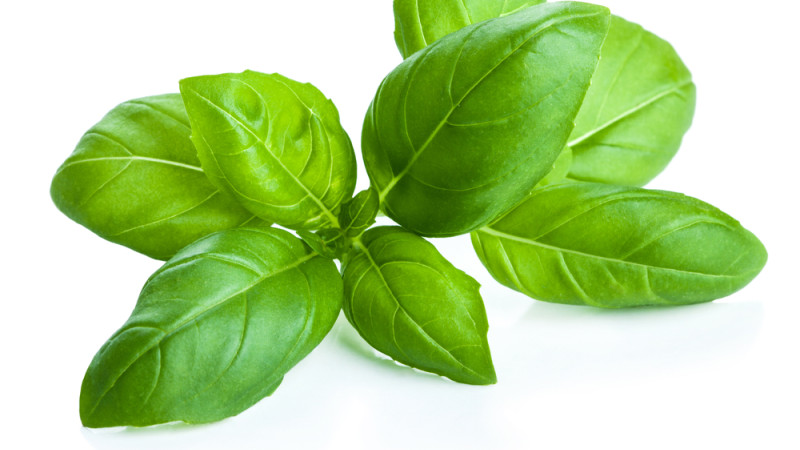 basilic