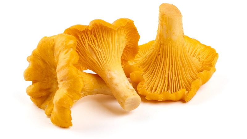 girolle