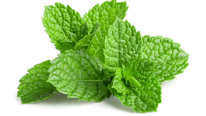 menthe fraîche