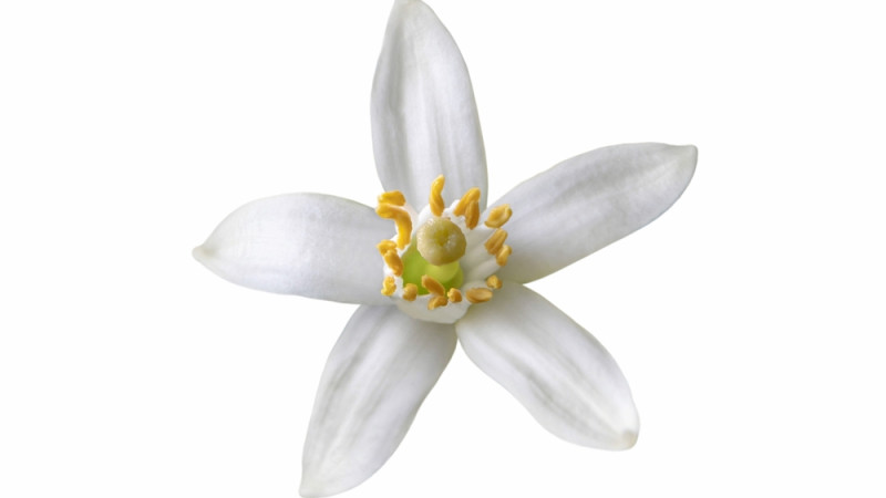 fleur d'oranger