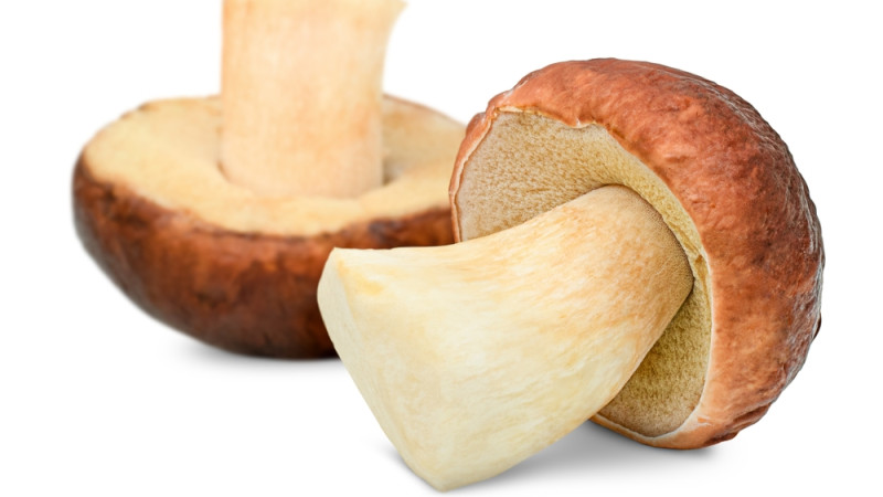 cèpes