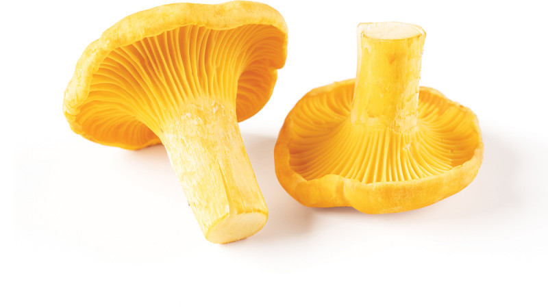 Chanterelles