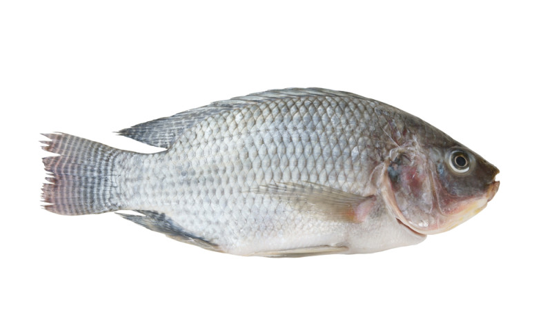 tilapia