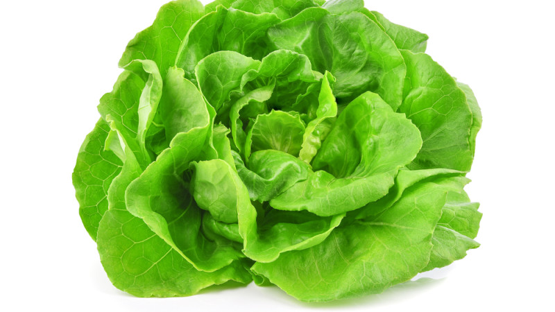 Laitue romaine