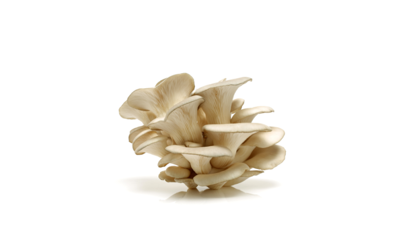 Pleurote 