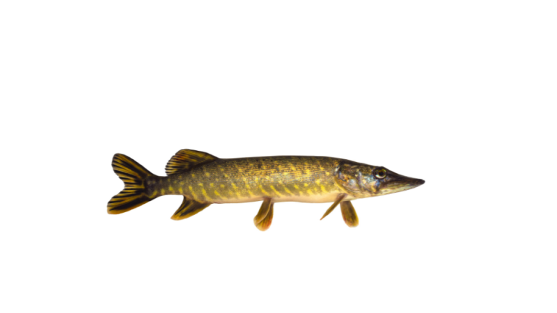 Brochet